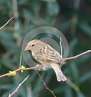 Italiane Sparrow, passer italiae. photo