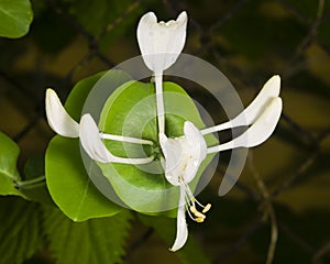 Italium Woodbine or Goat-leaf Honeysuckle, Lonicera caprifolium, flowers and buds with raindrops macro