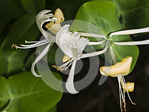 Italium Woodbine or Goat-leaf Honeysuckle, Lonicera caprifolium, flowers with raindrops macro