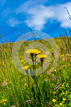 Alpe di Siusi, Seiser Alm with Sassolungo Langkofel Dolomite, a yellow flower in the grass photo