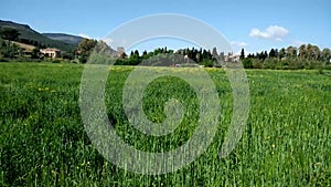 Italy. Biological agriculture. Wheat cultivation. Green wheat plants in ripening.