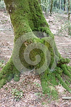 Vecchio alberi da faggio 