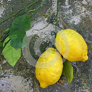 Limoni natura morta 