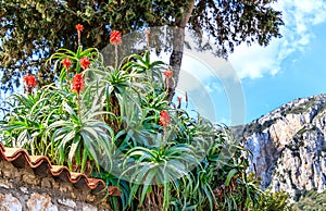 Italy - Capri landscape with Aloe Arborescens Aloe arborescens