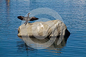 Italy-Cormoran in Lacco Ameno harbour