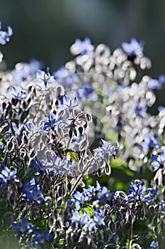 ITALY, countryside, borage plant