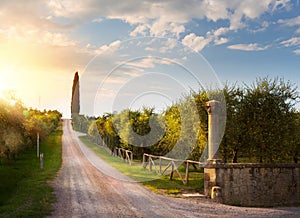 Italy countryside landscape with country road and old olive orchard ; sunset over Tuscany village