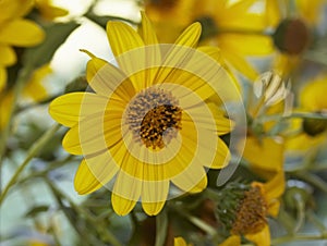 Italy, countryside, topinambur flowers