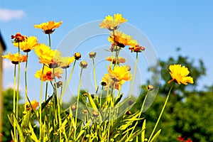 in italy dasy spring