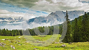 Italy, Dolomites - a wonderful landscape, meadow among pine