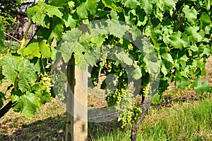 Italy excellent Viognier grapes