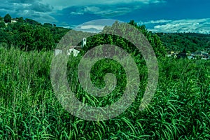 Italy,Florence to Pisa Train, a large green landscape with bushes