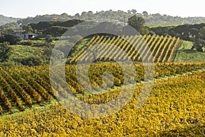 Italy Grosseto maremma Scansano, cultivation of Morellino di Scansano vine, autumn colors