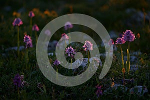 Italy, Group of wild orchid. Orchis italica, Naked Man Orchid, Gargano in Italy. Flowering Pink terrestrial wild orchid, nature