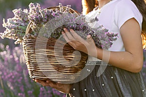 Italy, June 2022. A basket of lavender held by a little girl