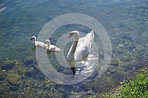 Italy, Lombardy, Adda river, swan with chicks