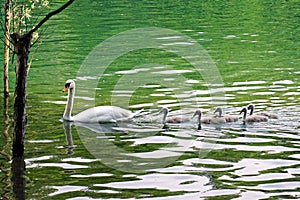   Lombardia un fiume cigno cuccioli 