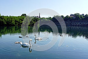   Lombardia un fiume cigno cuccioli 