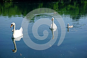   Lombardia un fiume cigno cuccioli 