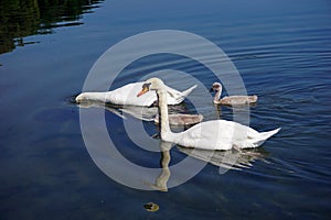   Lombardia un fiume cigno cuccioli 