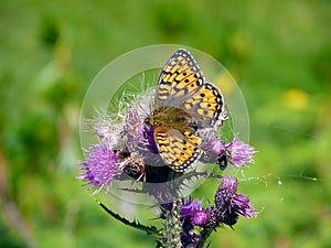 Italy, Lombardy, Foppolo, flower thistle with butterfly