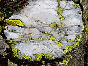 Italy, Lombardy, Foppolo, Orobie Alps, Quartz lichens photo