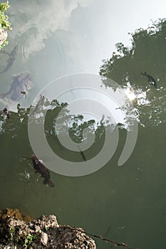 Italy, Milan, Sempion Park, fishes in the river 