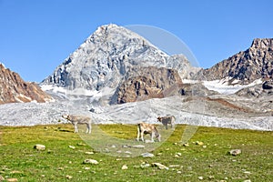 Italy mountains Ortler