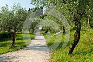 Italy olive grove