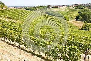 Italy - Piedmont region. Barbera vineyard photo