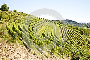 Italy - Piedmont region. Barbera vineyard photo