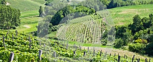 Italy - Piedmont region. Barbera vineyard photo