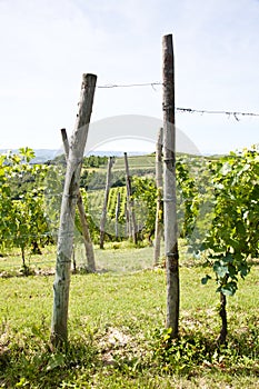 Italy - Piedmont region. Barbera vineyard photo