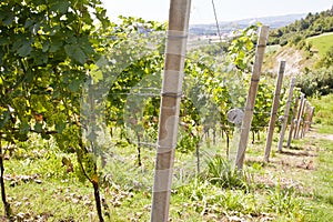 Italy - Piedmont region. Barbera vineyard photo