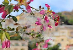 Italy Positano - view of pink flowers of the silk floss tree