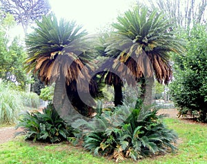 Italy, Rome, Piazzale Napoleone I, Villa Borghese, nature in the park