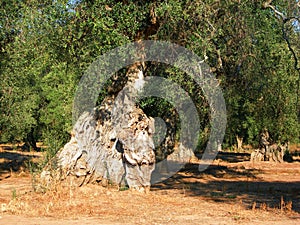 Italy, Salento: Centenary olive tree.