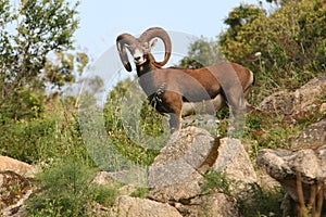 Italy Sardegna, mouflon of the Gallura
