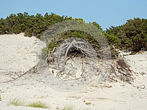 Italy, Sardinia, Carbonia Iglesias, Porto Pino, the dunes beach