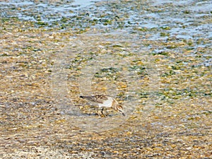 Italy, Sardinia, Carbonia Iglesias, Porto Pino, the pond behind the white sand dunes