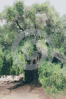 Italy, Sardinia - The oldest tree in Italy photo