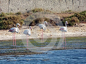 Italy, Sardinia, the pond of Porto Pino, flamingos