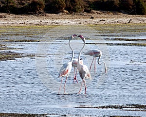 Italy, Sardinia, the pond of Porto Pino, flamingos