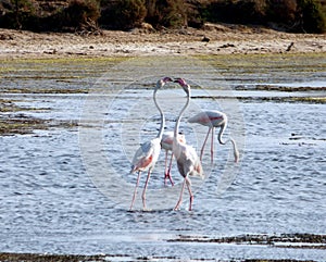 Italy, Sardinia, the pond of Porto Pino, flamingos photo