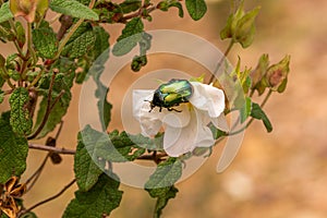 Italy Toscana Grosseto Trekking at the Maremma Magliano Natural Park in Tuscany, Gazzilloro Cetonia golden cetonia aurata photo