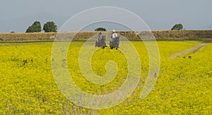 Italy Tuscany Alberese Maremma Natural Park called Uccellina two cowboys cross a field in rapeseed on horseback