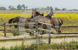 Italy, Tuscany, Alberese natural park of the Maremma, Uccellina, horses in the wild