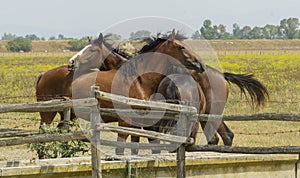 Italy, Tuscany, Alberese natural park of the Maremma, Uccellina, horses in the wild