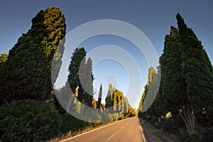 Italy, Tuscany, Castagneto Carducci, Bolgheri, Road and cypresses