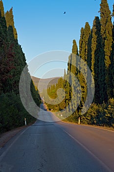 Italy, Tuscany, Castagneto Carducci, Bolgheri, Road and cypresses